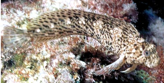 Parablennius sanguinolentus_654